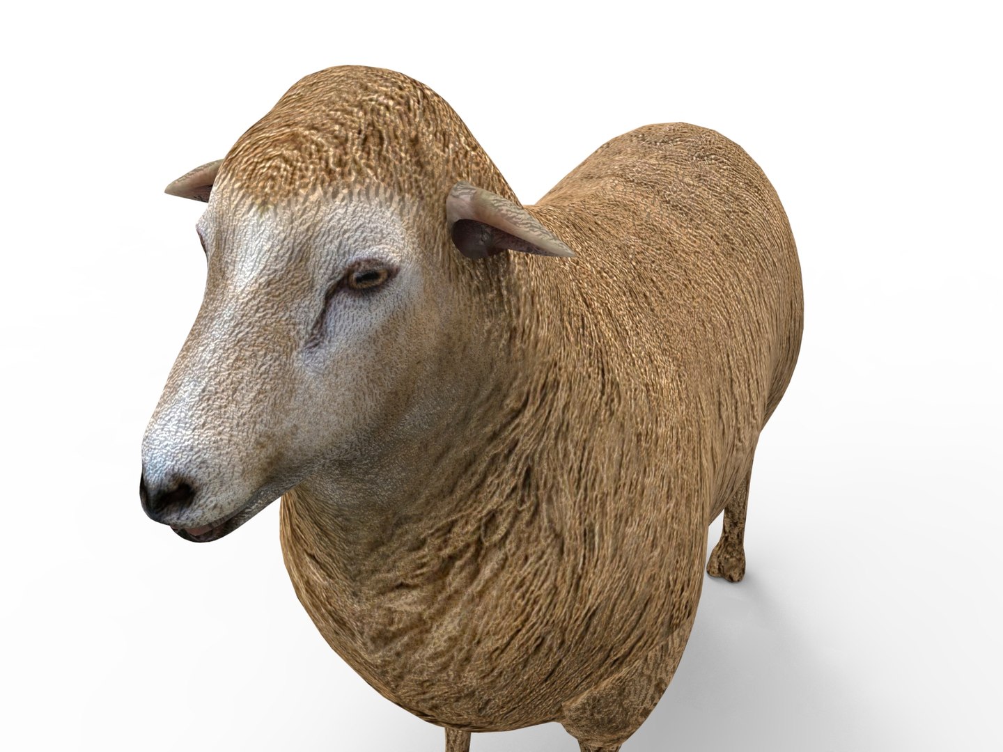 3D Model Sheep - TurboSquid 1194213