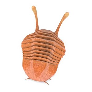 trilobite5