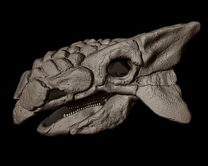 Ankylosaurus Skull 3D print model
