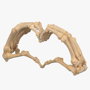 human hand bones heart 3D model