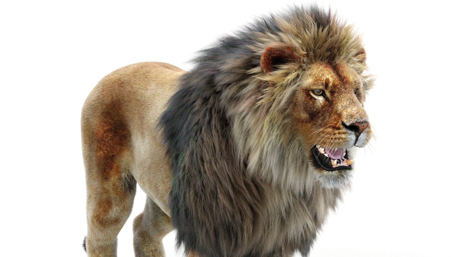 lion 2 fur 3d model
