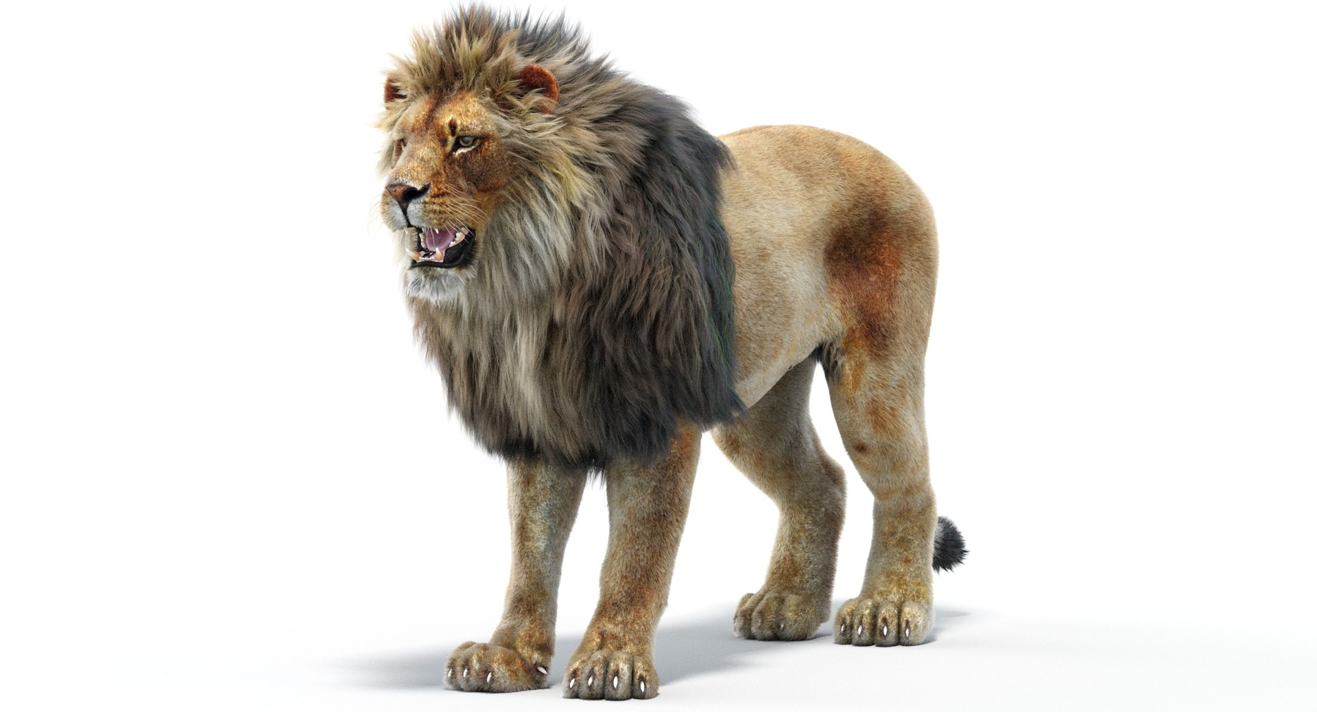 lion 2 fur 3d model
