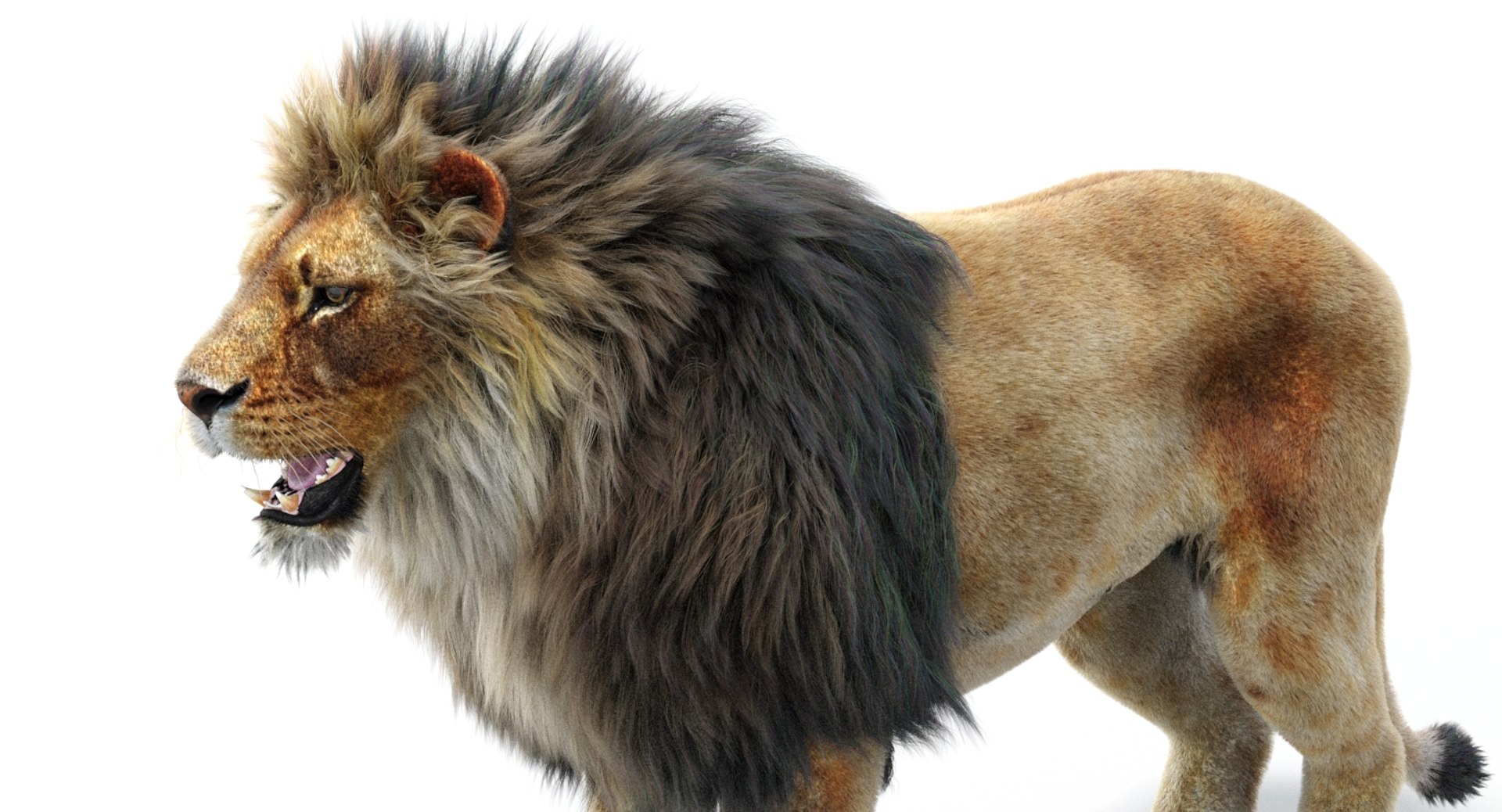 Lion 2 Fur 3d Model
