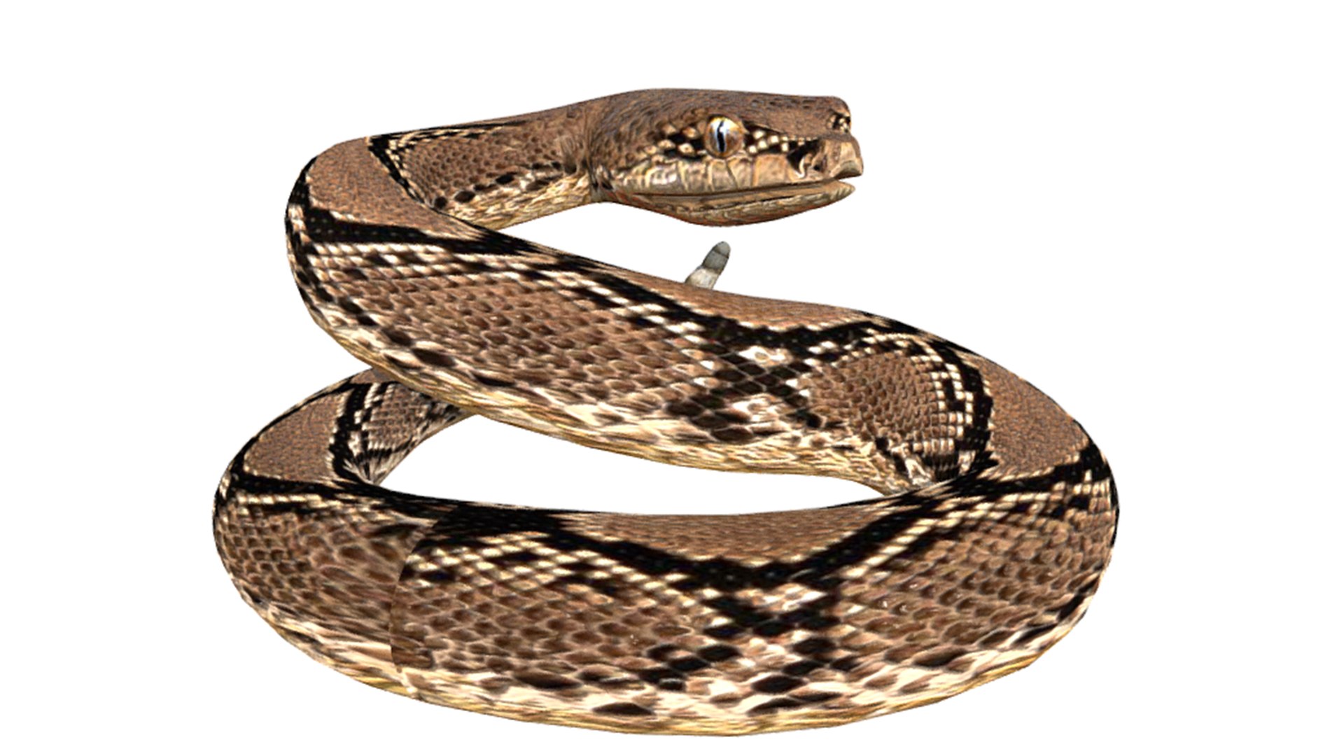 3D RattleSnake model - TurboSquid 2149432