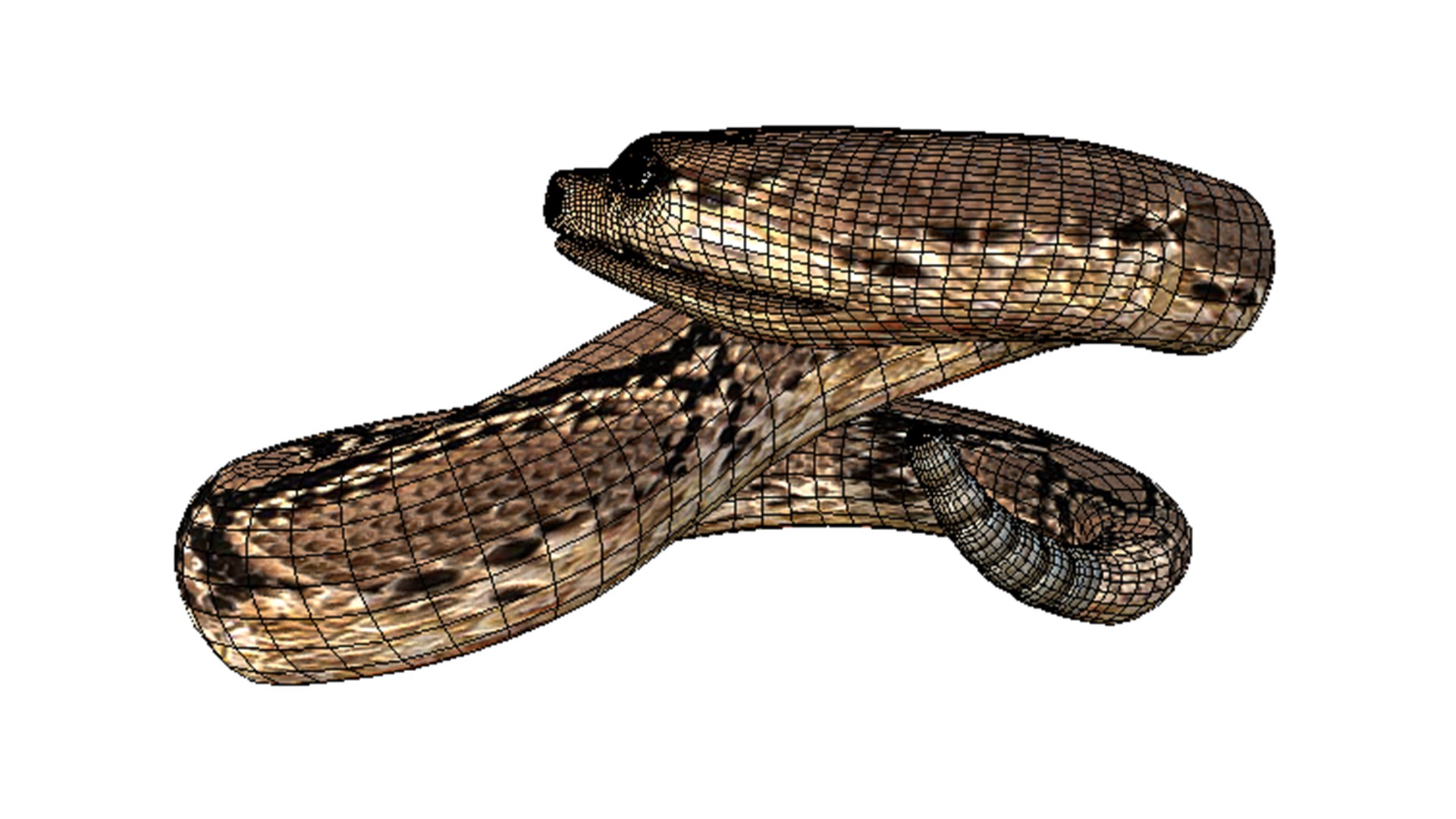 3D RattleSnake Model - TurboSquid 2149432