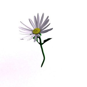 daisy flower 3d model