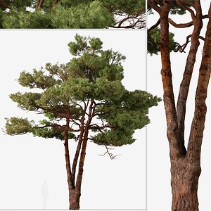 Set of Aleppo Pine or Pinus halepensis Tree 3D model