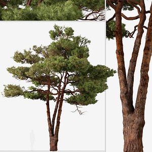 Set of Aleppo Pine or Pinus halepensis Tree