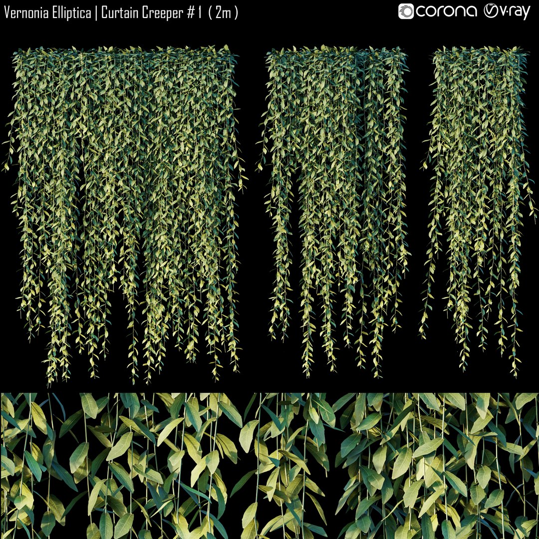 3D Model Curtain Creeper Vernonia Elliptica - TurboSquid 1786034