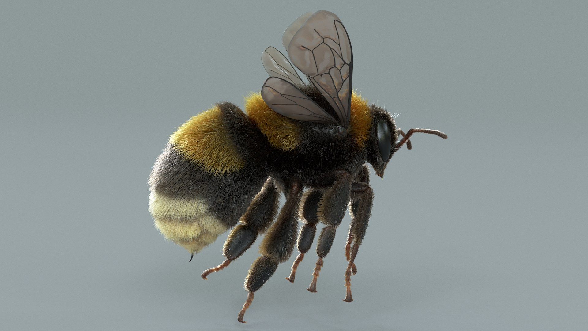 Bumblebee Rigged Xgen 3D model https://p.turbosquid.com/ts-thumb/CU/gYwoec/2e/bumblebee_03/jpg/1718359779/1920x1080/fit_q87/0f9d1035ed3820200e703e7d3251e2a293f27186/bumblebee_03.jpg