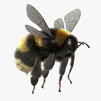 Bumblebee Rigged Xgen