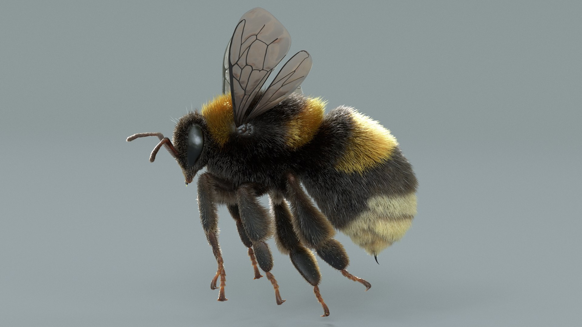 Bumblebee Rigged Xgen 3D model https://p.turbosquid.com/ts-thumb/CU/gYwoec/Mq/bumblebee_07/jpg/1718359782/1920x1080/fit_q87/8781f3596288570c6479f4c9fc85ace84b008684/bumblebee_07.jpg