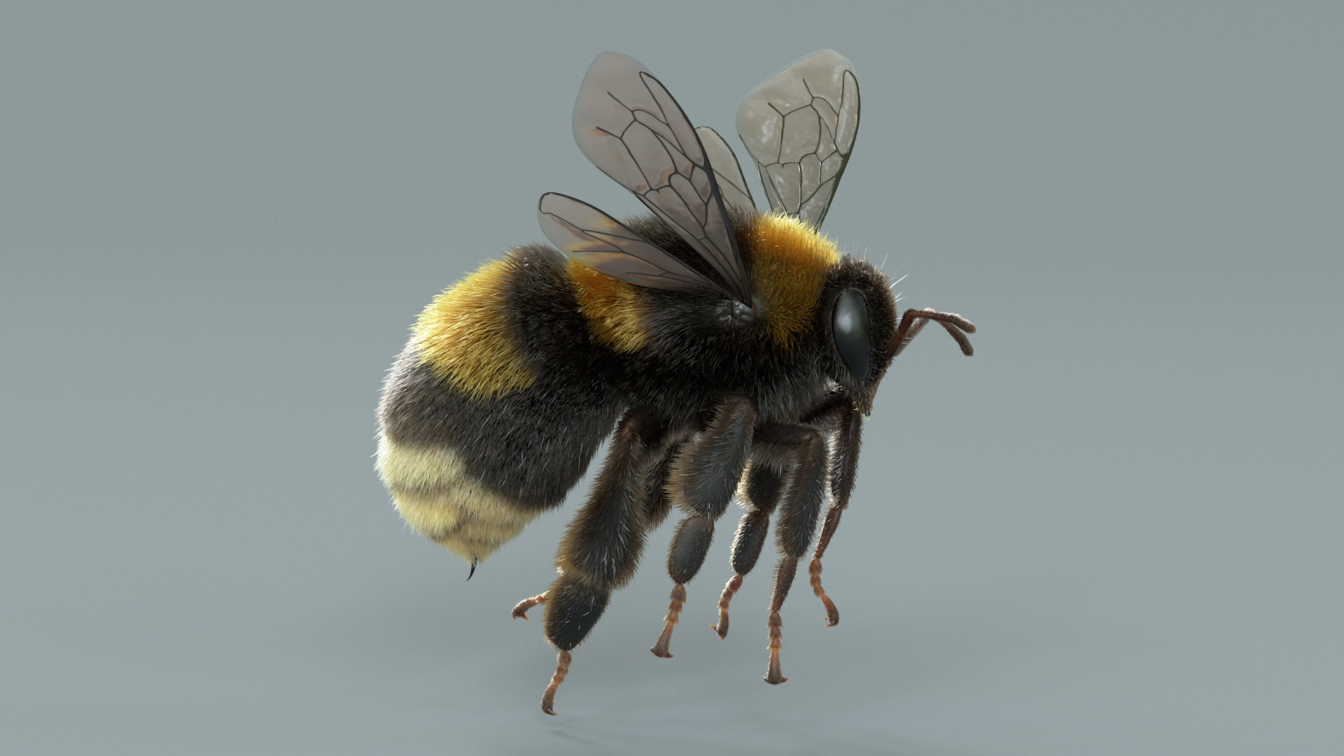 Bumblebee Rigged Xgen 3D model https://p.turbosquid.com/ts-thumb/CU/gYwoec/bR/bumblebeeriggedtba/jpg/1718359727/1920x1080/turn_fit_q99/60ef940e40613e24327671922419dfb96b3949f2/bumblebeeriggedtba-1.jpg