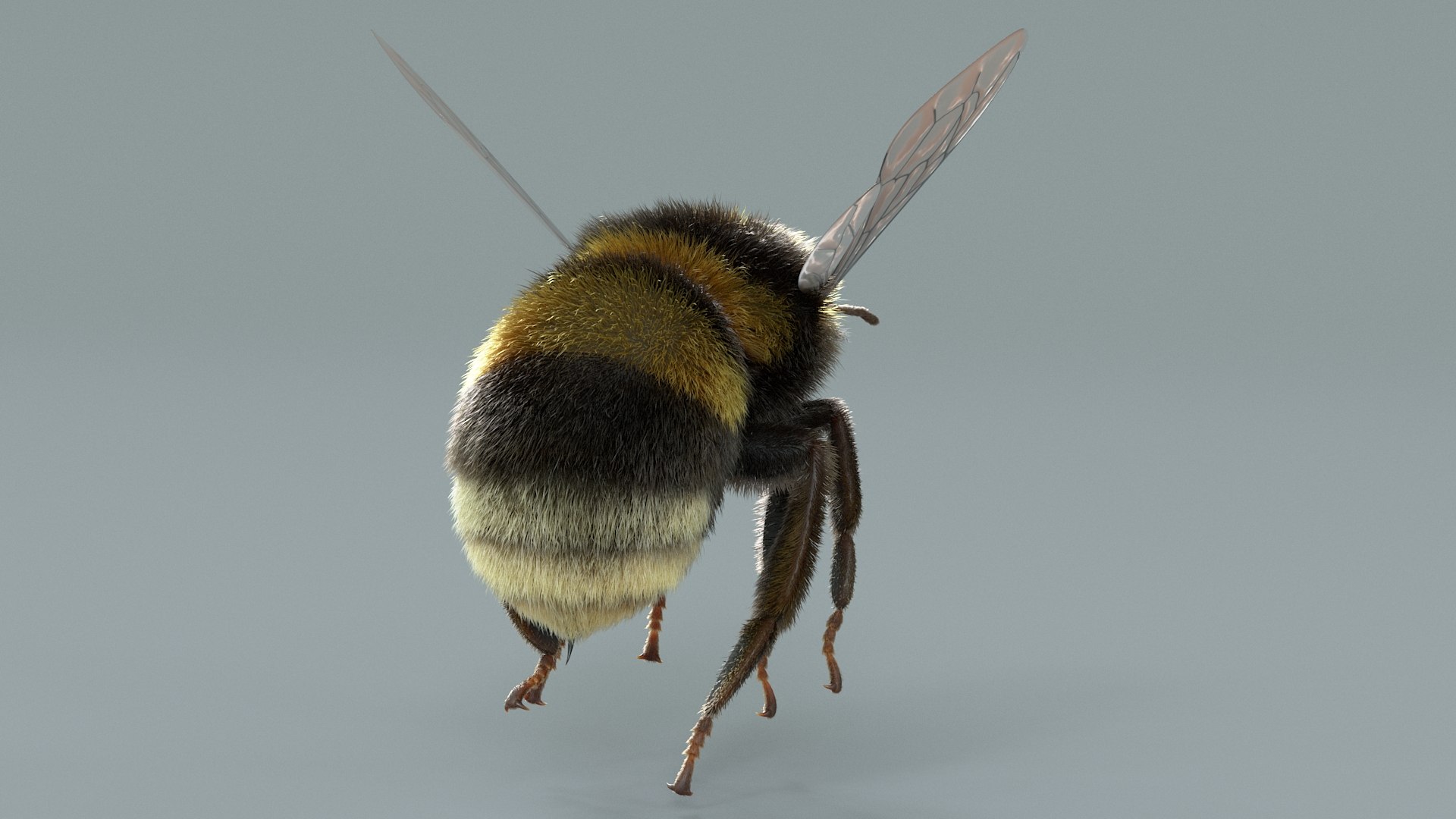 Bumblebee Rigged Xgen 3D model https://p.turbosquid.com/ts-thumb/CU/gYwoec/gr/bumblebee_05/jpg/1718359785/1920x1080/fit_q87/1d56080e1db7b48dd3c8f3593b42f17bd2b936d5/bumblebee_05.jpg