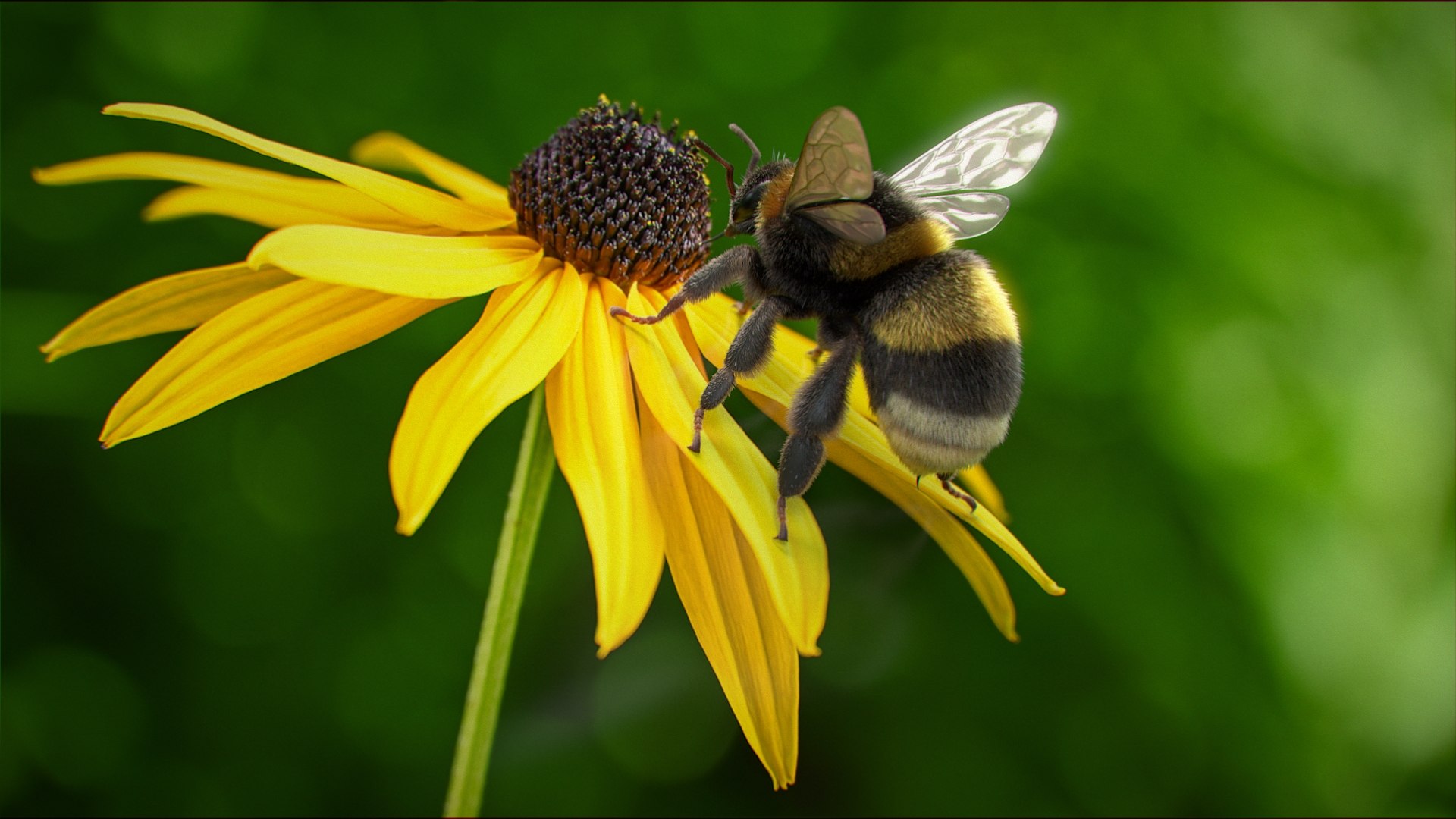 Bumblebee Rigged Xgen 3D model https://p.turbosquid.com/ts-thumb/CU/gYwoec/gu/bumblebee_scene_02/jpg/1718359568/1920x1080/fit_q87/86ccd5eba02b8160de60d36be25e003ec0b0f597/bumblebee_scene_02.jpg
