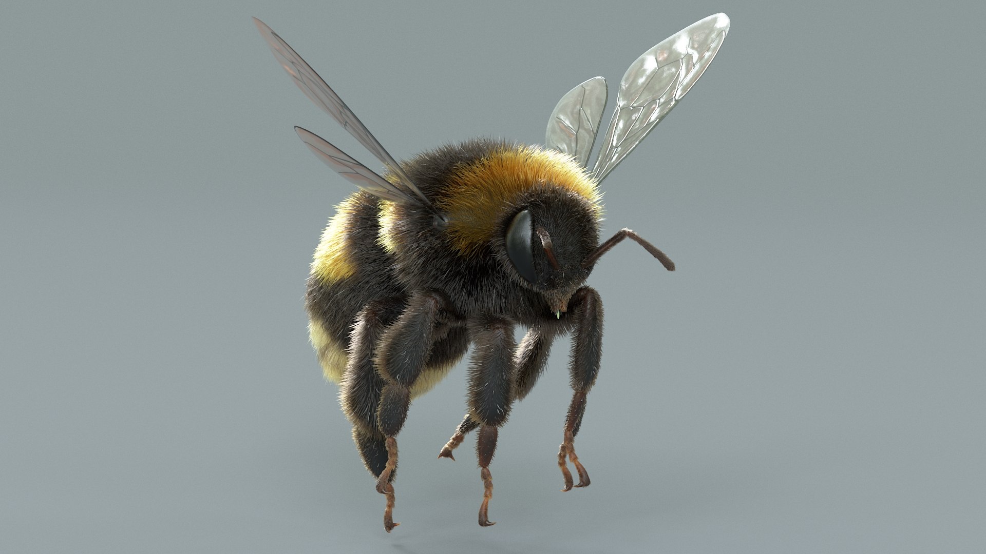 Bumblebee Rigged Xgen 3D model https://p.turbosquid.com/ts-thumb/CU/gYwoec/se/bumblebee_09/jpg/1718359784/1920x1080/fit_q87/2d11109d027a65ca45d14ea934af8518df1f3ef6/bumblebee_09.jpg