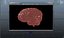 Brain