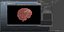 Brain