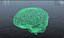 Brain