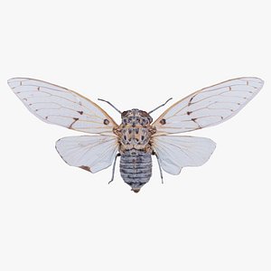 3D model Ayuthaia Spectabile Thailand Remastered