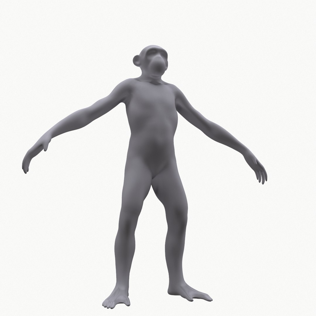 Base Mesh Primate 3D - TurboSquid 1403019
