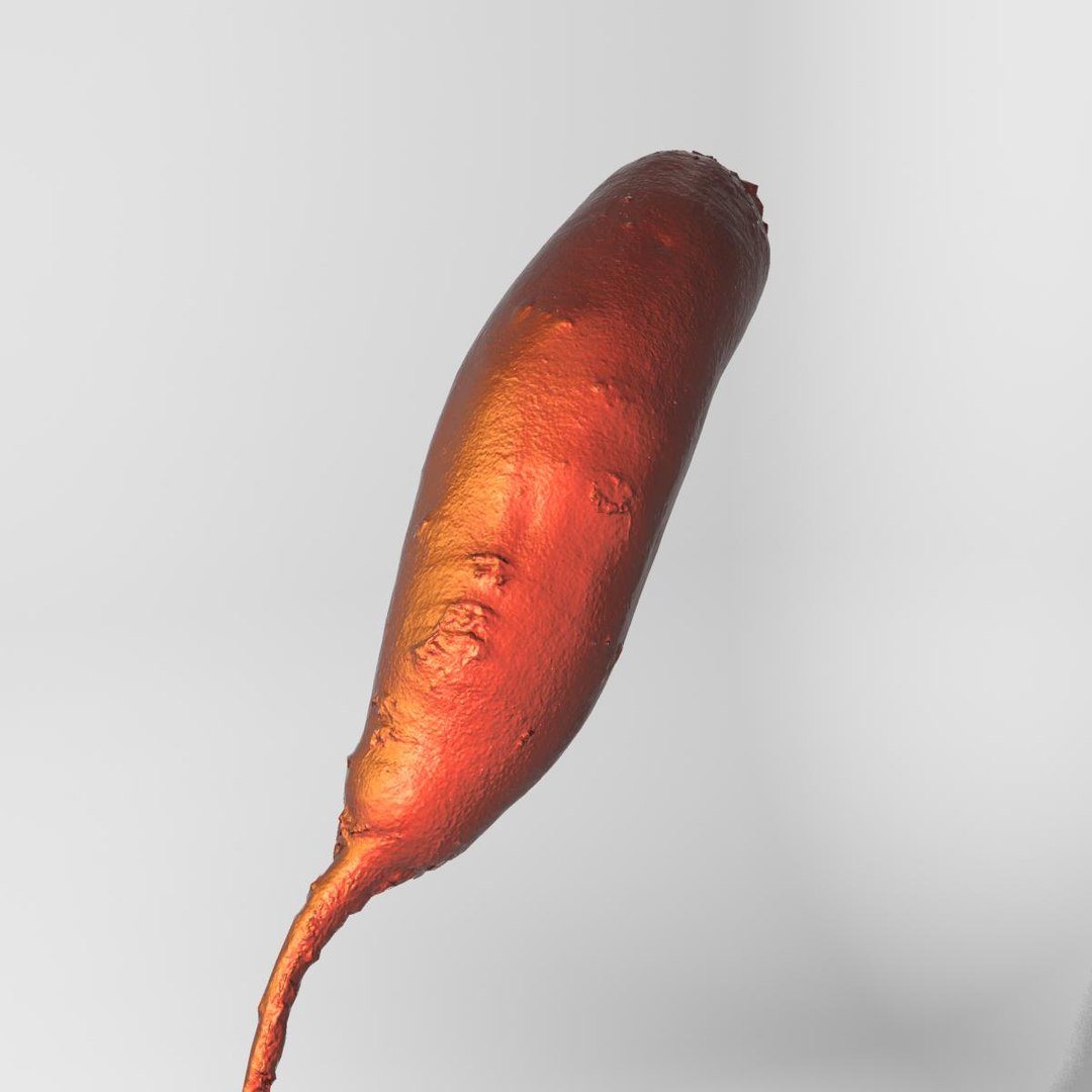 3d red beets smooth model https://p.turbosquid.com/ts-thumb/CV/COEAmp/N26JeDs5/v0025/jpg/1336984560/1920x1080/fit_q87/71ce1e5ef0a5f06ff7fe09f6011bc29368cdb506/v0025.jpg