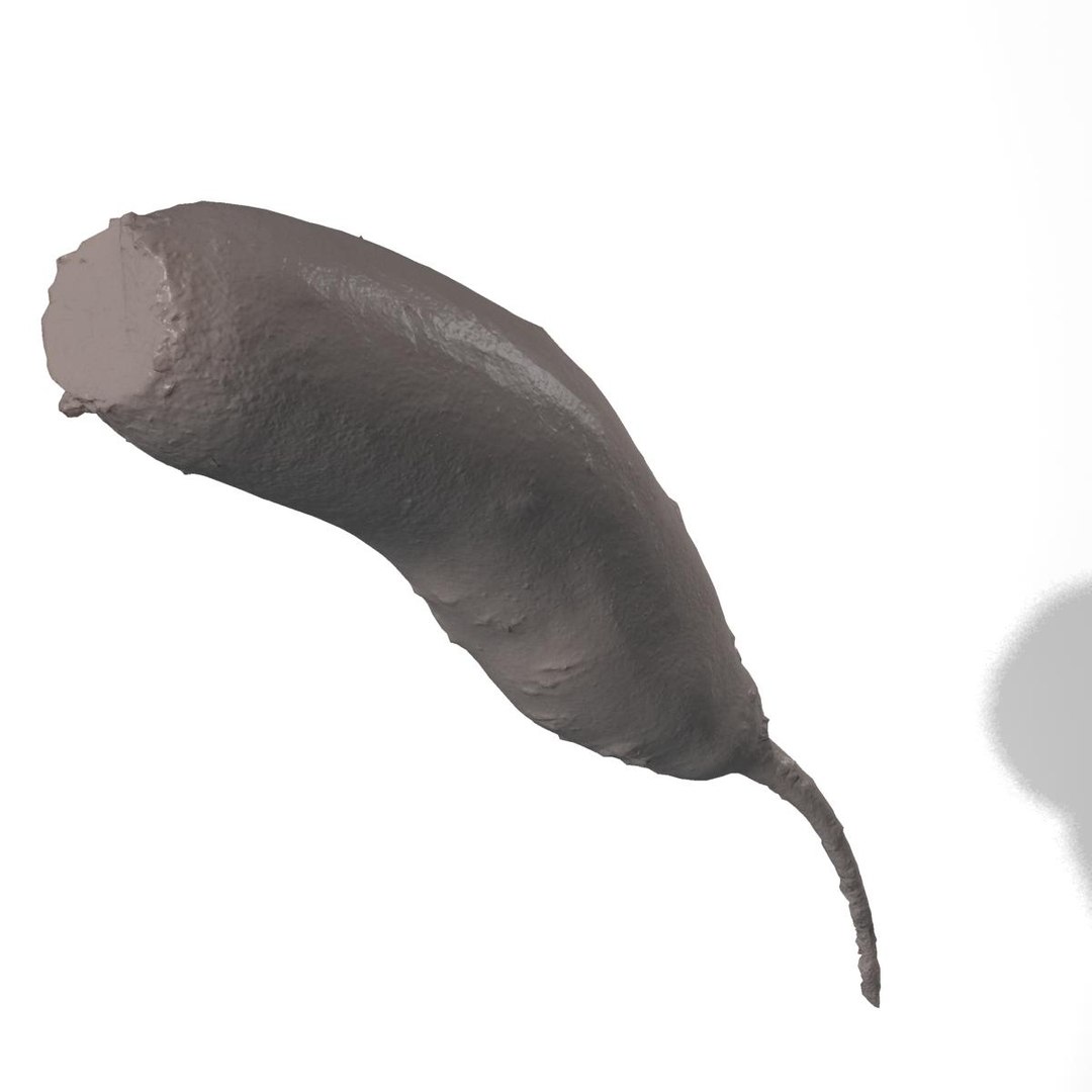 3d red beets smooth model https://p.turbosquid.com/ts-thumb/CV/COEAmp/cu3QUrCc/v0009/jpg/1336984608/1920x1080/fit_q87/037df96ee0d803dff1b5c898060720c5dd6f01c7/v0009.jpg