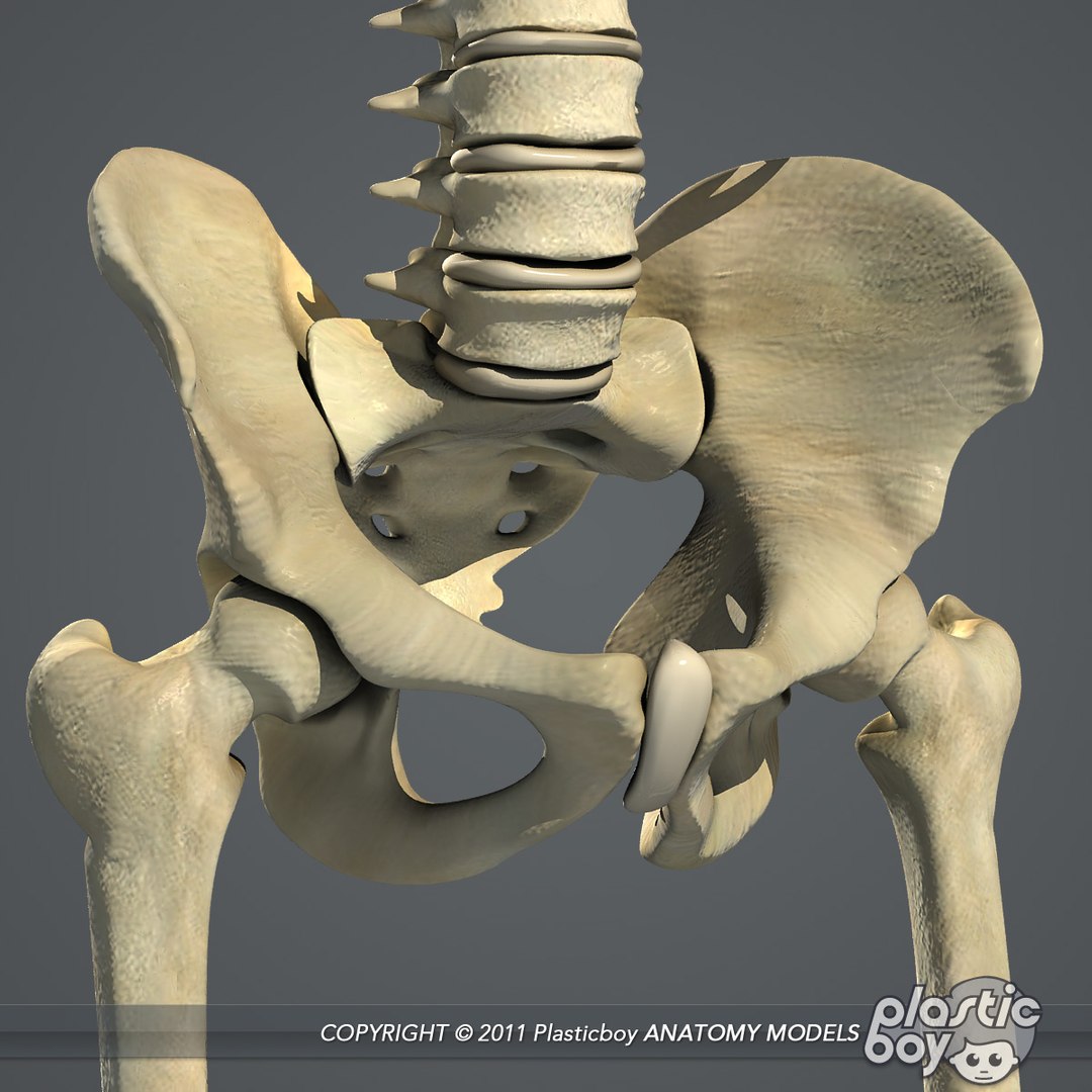 circulatory skeletal systems anatomy heart 3d model https://p.turbosquid.com/ts-thumb/CV/Fi2EOX/5PjOoBwZ/skeleton_09/jpg/1302635679/1920x1080/fit_q87/c05ac2dbc092a73e50766712976a4c02fcfb078a/skeleton_09.jpg