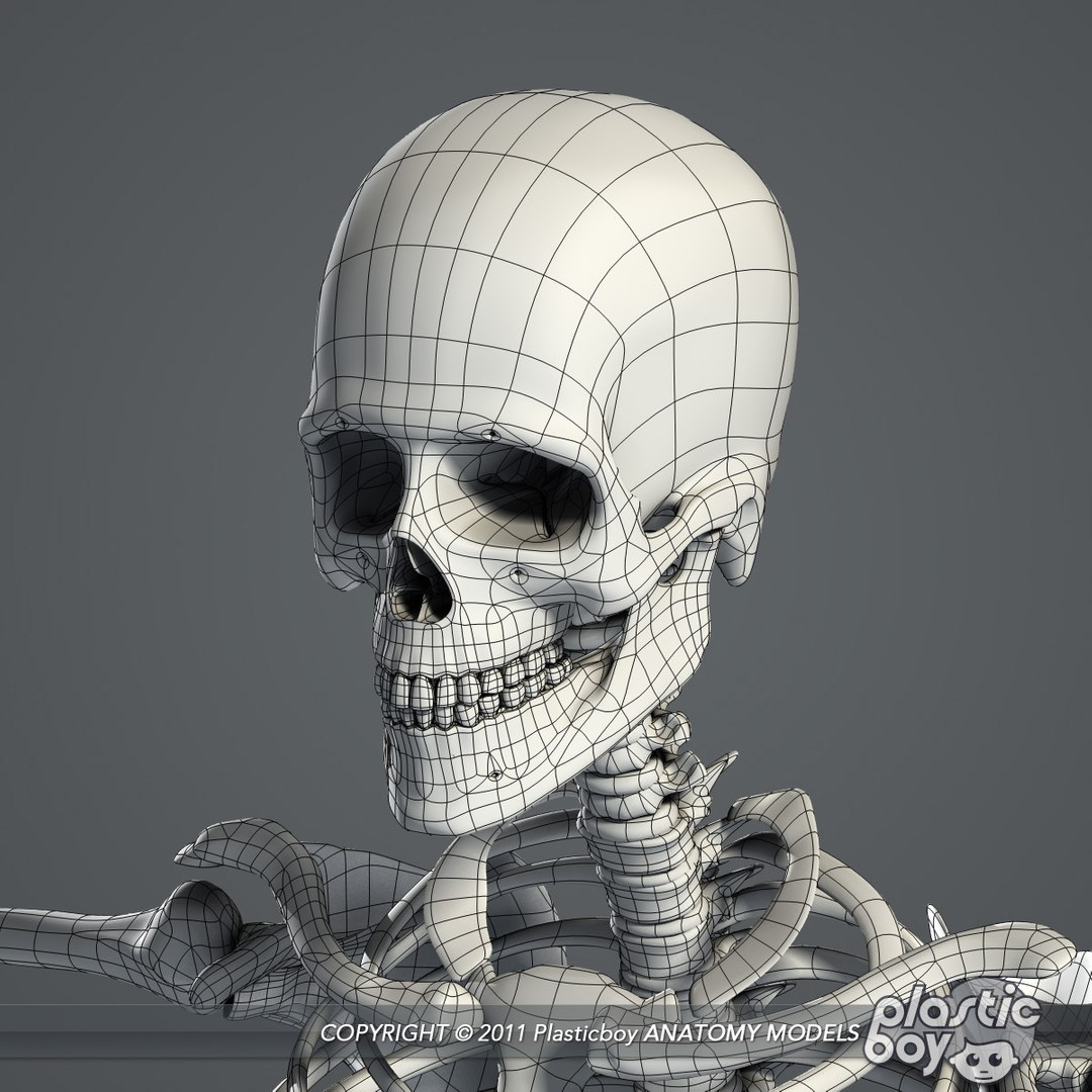 circulatory skeletal systems anatomy heart 3d model https://p.turbosquid.com/ts-thumb/CV/Fi2EOX/5QFujplw/skeleton_07_wf/jpg/1302635679/1920x1080/fit_q87/753d8f32d2d715e573ecb2c3537fe6064bd1fe4f/skeleton_07_wf.jpg
