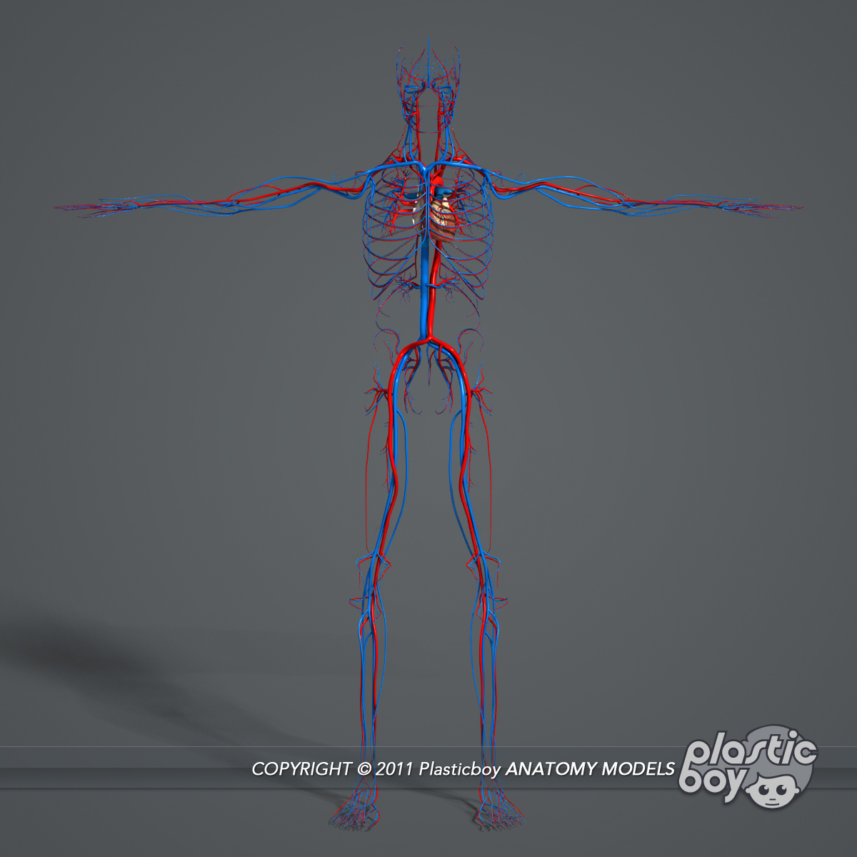 circulatory skeletal systems anatomy heart 3d model