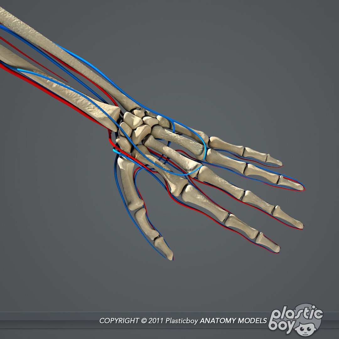 circulatory skeletal systems anatomy heart 3d model https://p.turbosquid.com/ts-thumb/CV/Fi2EOX/E65euJEE/circulatory_skeleton_08/jpg/1302635232/1920x1080/fit_q87/d92bdd8e5acdf4f1f304ccfa0461110a8b22e61e/circulatory_skeleton_08.jpg