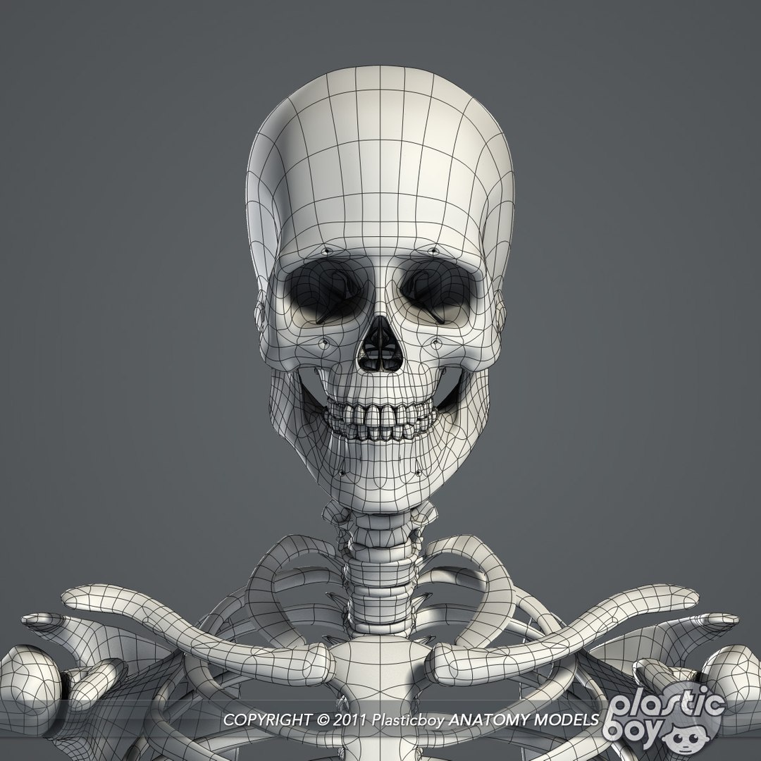 circulatory skeletal systems anatomy heart 3d model https://p.turbosquid.com/ts-thumb/CV/Fi2EOX/G8Hlg9Tl/skeleton_03_wf/jpg/1302635679/1920x1080/fit_q87/7ec47f9901b665e94b5107d718f29fb0c53fbe93/skeleton_03_wf.jpg