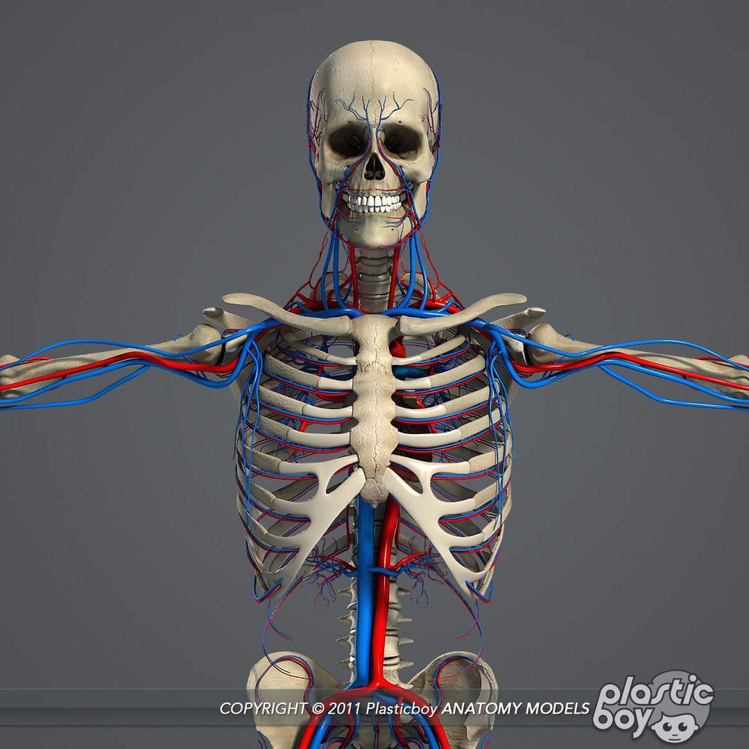 circulatory skeletal systems anatomy heart 3d model https://p.turbosquid.com/ts-thumb/CV/Fi2EOX/H5lJDZOZ/circulatory_skeleton_01/jpg/1302635232/1920x1080/fit_q87/df880a46323242d4db3553c6ef2c5d8e8e0bafa5/circulatory_skeleton_01.jpg