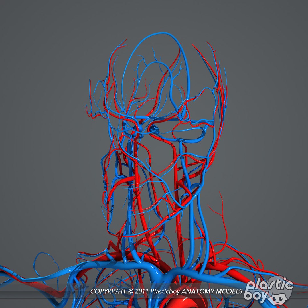 circulatory skeletal systems anatomy heart 3d model https://p.turbosquid.com/ts-thumb/CV/Fi2EOX/QM3vwUEy/circulatory_08/jpg/1302635678/1920x1080/fit_q87/f925318c75101553dd95f73a1d68444a411fc721/circulatory_08.jpg