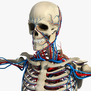 Circulatory and Skeletal System Anatomy (Textured)