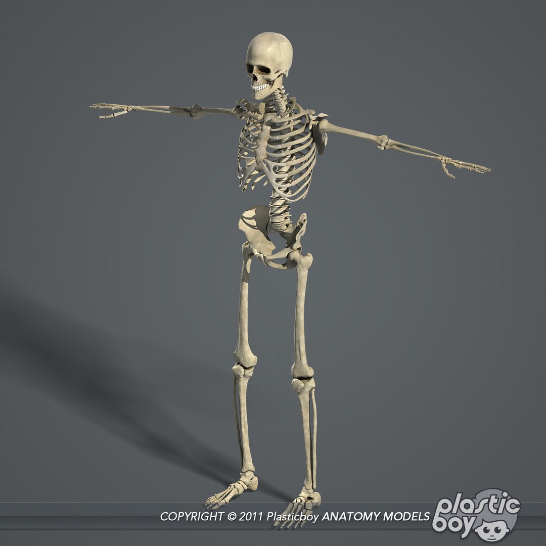 circulatory skeletal systems anatomy heart 3d model https://p.turbosquid.com/ts-thumb/CV/Fi2EOX/eLLKGaEH/skeleton_04/jpg/1302635679/1920x1080/fit_q87/992eacba2457fffe2e4cccc8b7eb23998e9baff3/skeleton_04.jpg