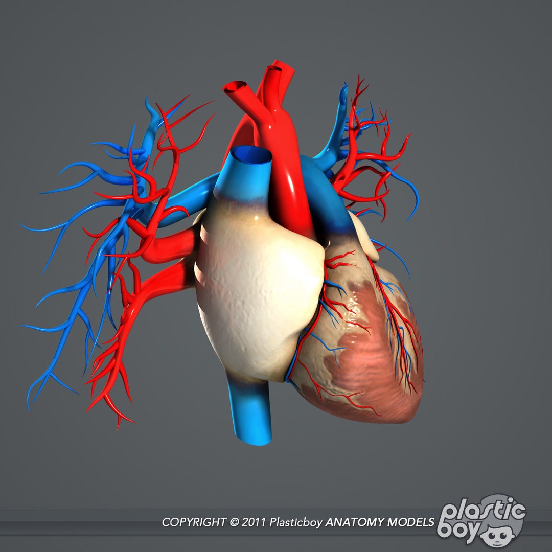 circulatory skeletal systems anatomy heart 3d model https://p.turbosquid.com/ts-thumb/CV/Fi2EOX/w8Occki4/heart_05/jpg/1302635678/1920x1080/fit_q87/b80287935fb09116d3fe19db7b886d7e997b8630/heart_05.jpg