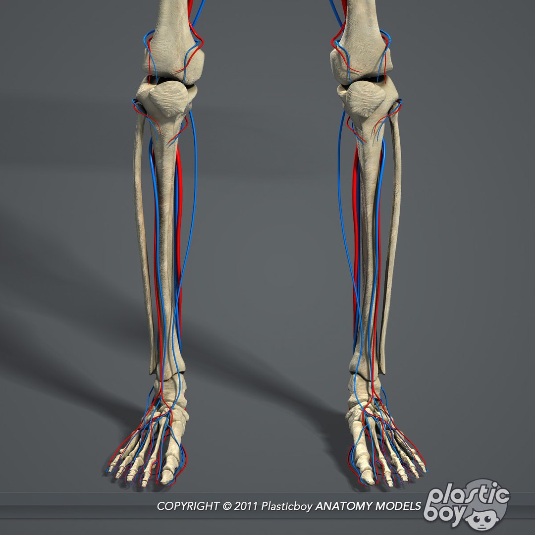 circulatory skeletal systems anatomy heart 3d model https://p.turbosquid.com/ts-thumb/CV/Fi2EOX/whXgpCj3/circulatory_skeleton_05/jpg/1302635232/1920x1080/fit_q87/0499adc41eabb468af09cdb88abfb07d425eb385/circulatory_skeleton_05.jpg