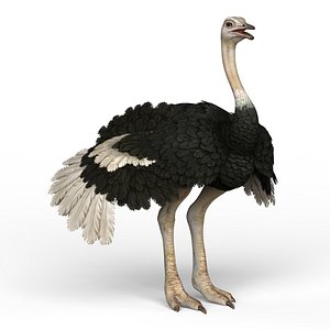 ostrich materials pbr 3D