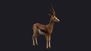 Springbok gazelle antelope prairie animal mammal 3D model