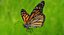 3d danaus plexippus monarch butterfly