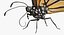 3d danaus plexippus monarch butterfly