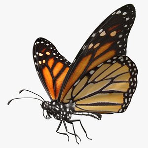 3d danaus plexippus monarch butterfly