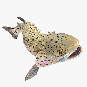 Silvery Rainbow Trout Fish Rigged for Maya