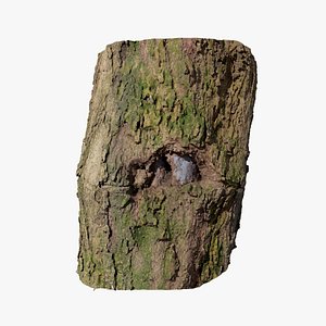 Anydrafts Lindera megaphylla Burl 02 3D