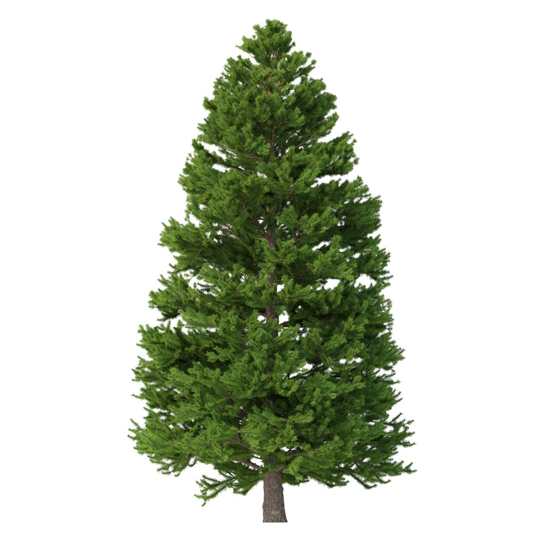 3D Picea Abies Set 5 - 3 in 1 https://p.turbosquid.com/ts-thumb/CV/xifbK1/1r/rend2.23/jpg/1630910506/1920x1080/fit_q87/6c8d4fe5bd62d2e35ad5e5622e059f0226c3ac53/rend2.23.jpg
