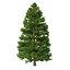 Picea Abies Set 5 - 3 in 1