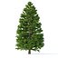 Picea Abies Set 5 - 3 in 1