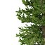 Picea Abies Set 5 - 3 in 1