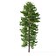 Picea Abies Set 5 - 3 in 1